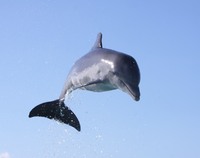 Ilustracja do artykułu delfin1.JPG