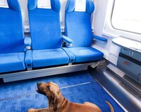 Ilustracja do artykułu PKP Intercity - bilet online dla psa.jpg