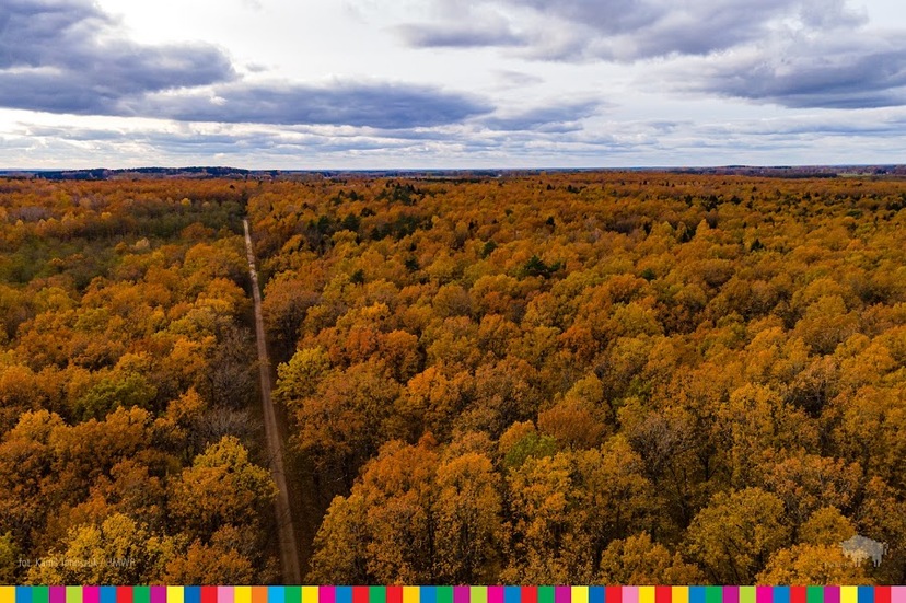 Na zdjęciu widoczny las z lotu ptaka w barwach jesieni, w górnej części - błękitne niebo