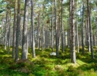 Leśnicy ścinają drzewa, by je chronić