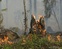 Ilustracja do artykułu forest-fire-432877_1280.jpg