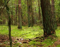Ilustracja do artykułu forest-433523_1280.jpg