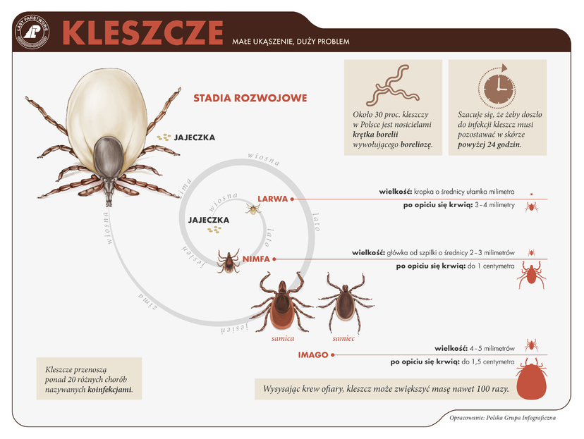 Ilustracja do artykułu Kleszcz cz-3 - infografika.jpg