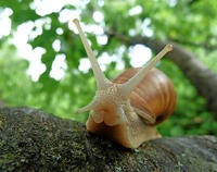 Ilustracja do artykułu snails-382992_960_720.jpg
