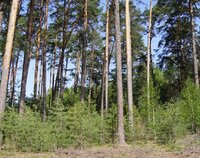 Ilustracja do artykułu Fot 1. R.Cierech Odnowienia naturalne w RDLP w Białymstoku.JPG