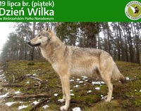 Plakat zapraszający na spotkanie w dniu 19.07.2019 r. w Muzeum Wilka - zdjęcie beżowego wilka i logo Biebrzańskiego Parku Narodowego