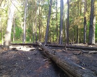 Spalony las.