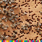 Ramka z miodem i pszczołami.