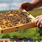 Mężczyzna prezentuje ramkę z miodem i pszczołami.