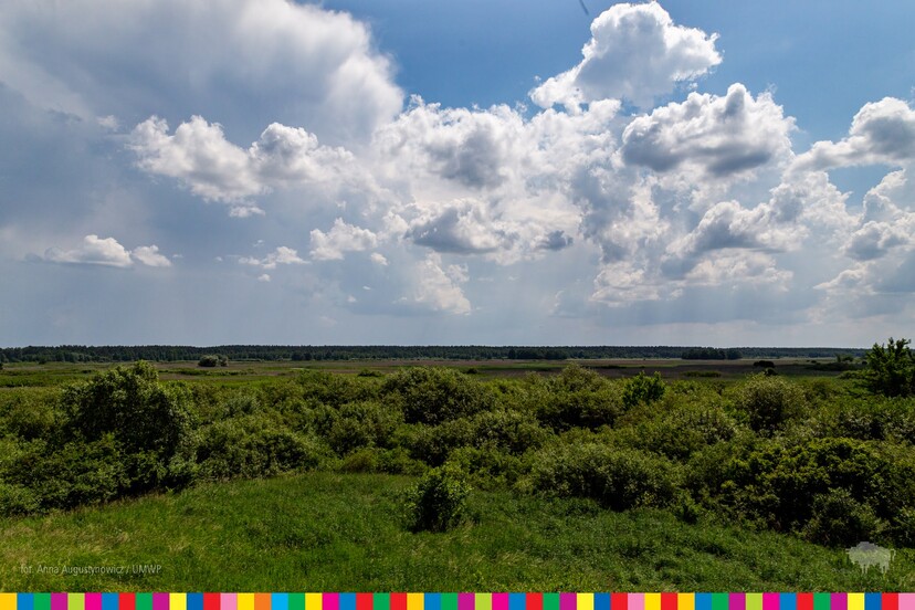 Krajobraz przedstawiający tereny zielone oraz niebo z białymi chmurami