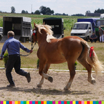 Ilustracja do artykułu Najpiękniejsze konie z regionu i Jarmark Dąbrowski-5.jpg