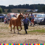 Ilustracja do artykułu Najpiękniejsze konie z regionu i Jarmark Dąbrowski-3.jpg