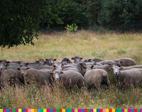 Owce pasące się na łące.