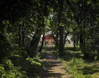 Dwór w Krasnogrudzie latem- ścieżka, wzdłuż drzewa, w oddali wejście do dworu Miłosza