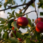 Jabłka wiszące na gałęzi