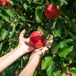 Jabłko wiszące na drzewie i podtrzymywane przez dwie dłonie