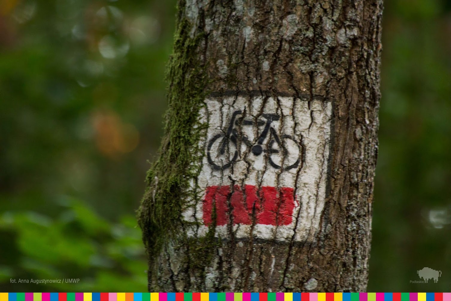 Na pniu drzewa oznaczenie czerwonego szlaku rowerowego