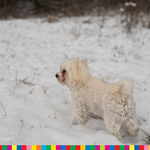 Pies stojący na śniegu