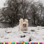 Pies biegnie przez zaśnieżoną łąkę