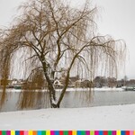 Drzewo przy akwenie wodnym. wokół zaśnieżony teren