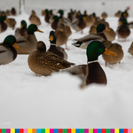 Grupa kaczek na śniegu 