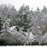 Zabudowania wiejskie i drzewa pokryte śniegiem.