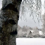 Zadudowania wiejskie i drzewa pokryte śniegiem. Na pierwszym planie pień brzozy.