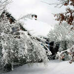 Chata, drzewa i krzewy pokryte śniegiem.