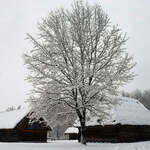 Zabudowania wiejskie, drzewo i pola pokryte śniegiem.