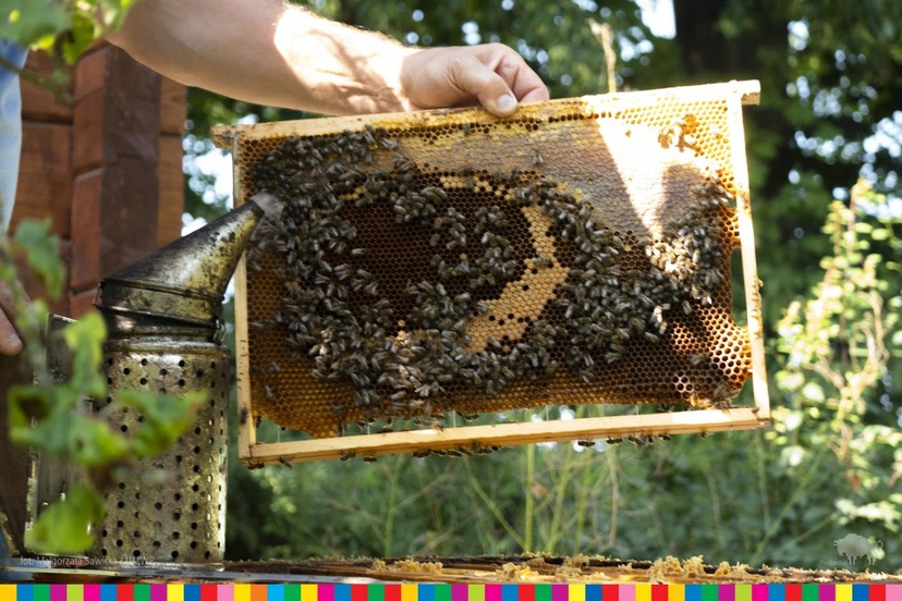 Dłoń trzymająca plaster miodu, na którym widać pszczoły
