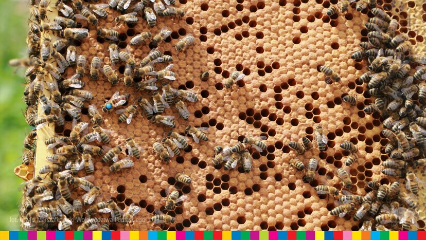 Pszczoły na ramce z miodem.