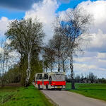 Autobus Jelcz stojący na drodze między brzozami