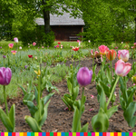 Kwitnące tulipany. W oddali widoczna stodoła oraz ławeczka