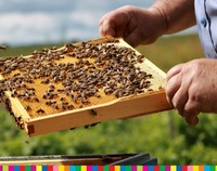 Pasieka z pszczołami