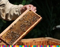 Ręce pszczelarze trzymające plastry nad ulem