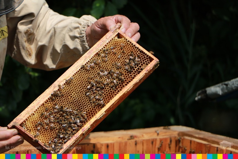 Ręce pszczelarze trzymające plastry nad ulem