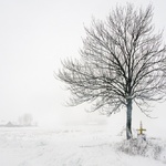 Nagie drzewo w śnieżnej scenerii.