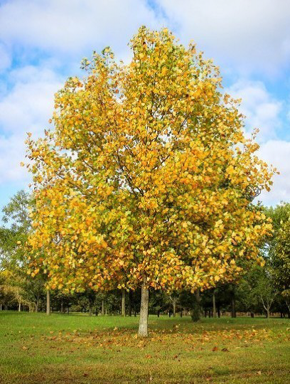 Drzewo z żółtymi liśćmi