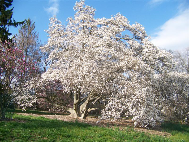 Kwitnące na biało drzewo